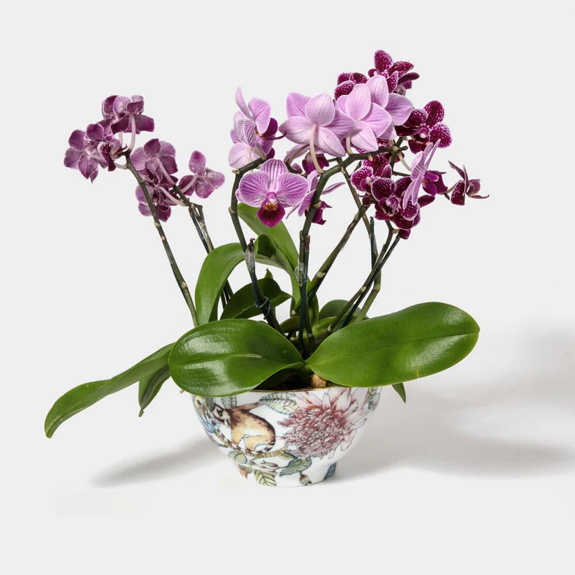 Bowl Vaso Coleção"Botanic" - Imagem 3